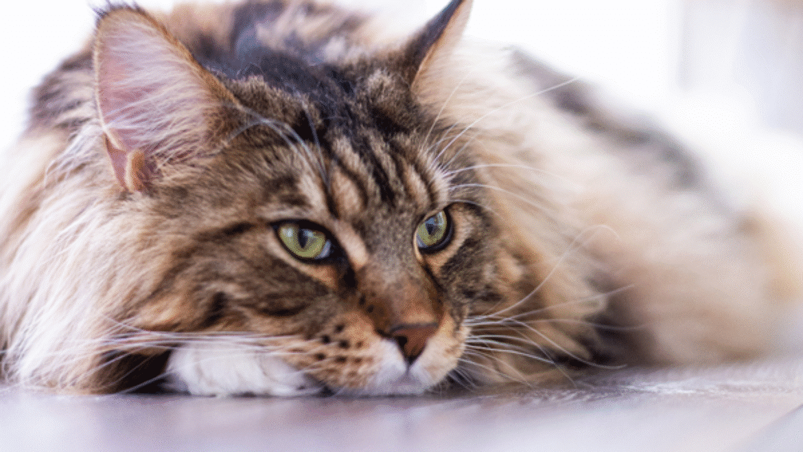 Cat owner aimed webinar: Feline Infectious Peritonitis – A new era in diagnosis and treatment (2021)