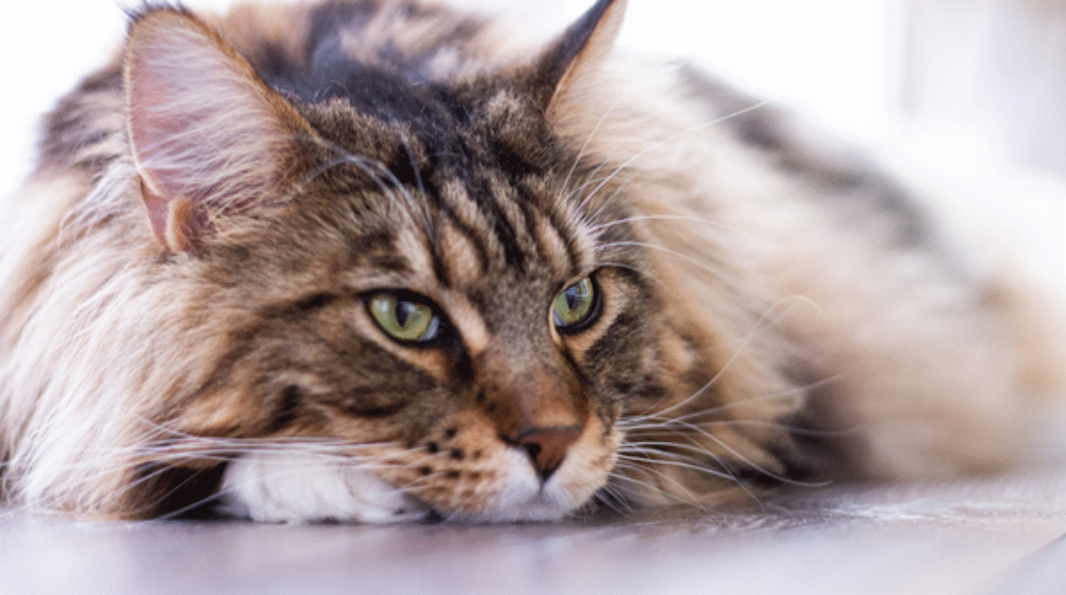 Cat owner aimed webinar: Feline Infectious Peritonitis – A new era in diagnosis and treatment (2021)