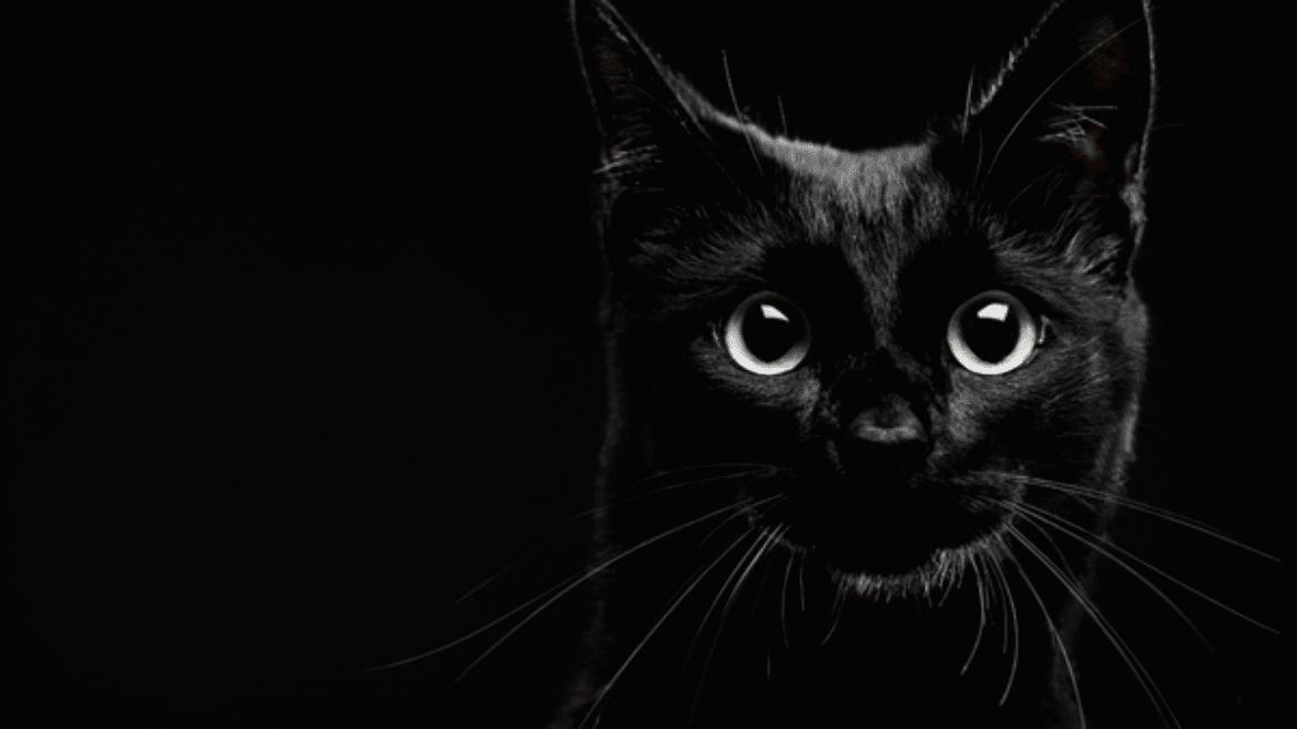 Feline Infectious Peritonitis (FIP) Treatment – What we’ve learned so far (2021)