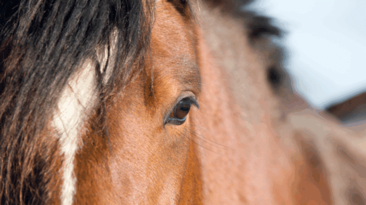 Equine obesity and how we can prevent laminitis