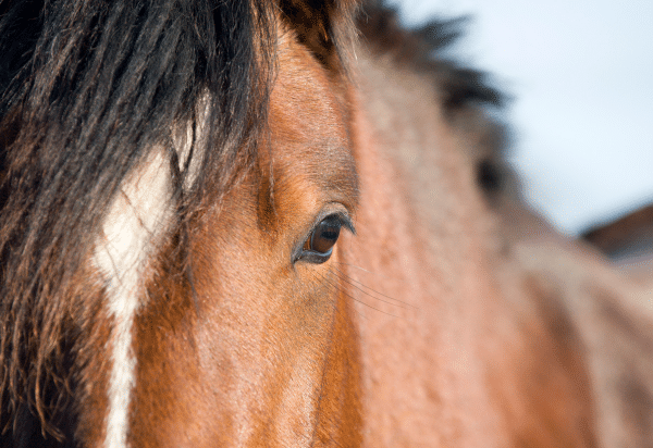 Equine obesity and how we can prevent laminitis