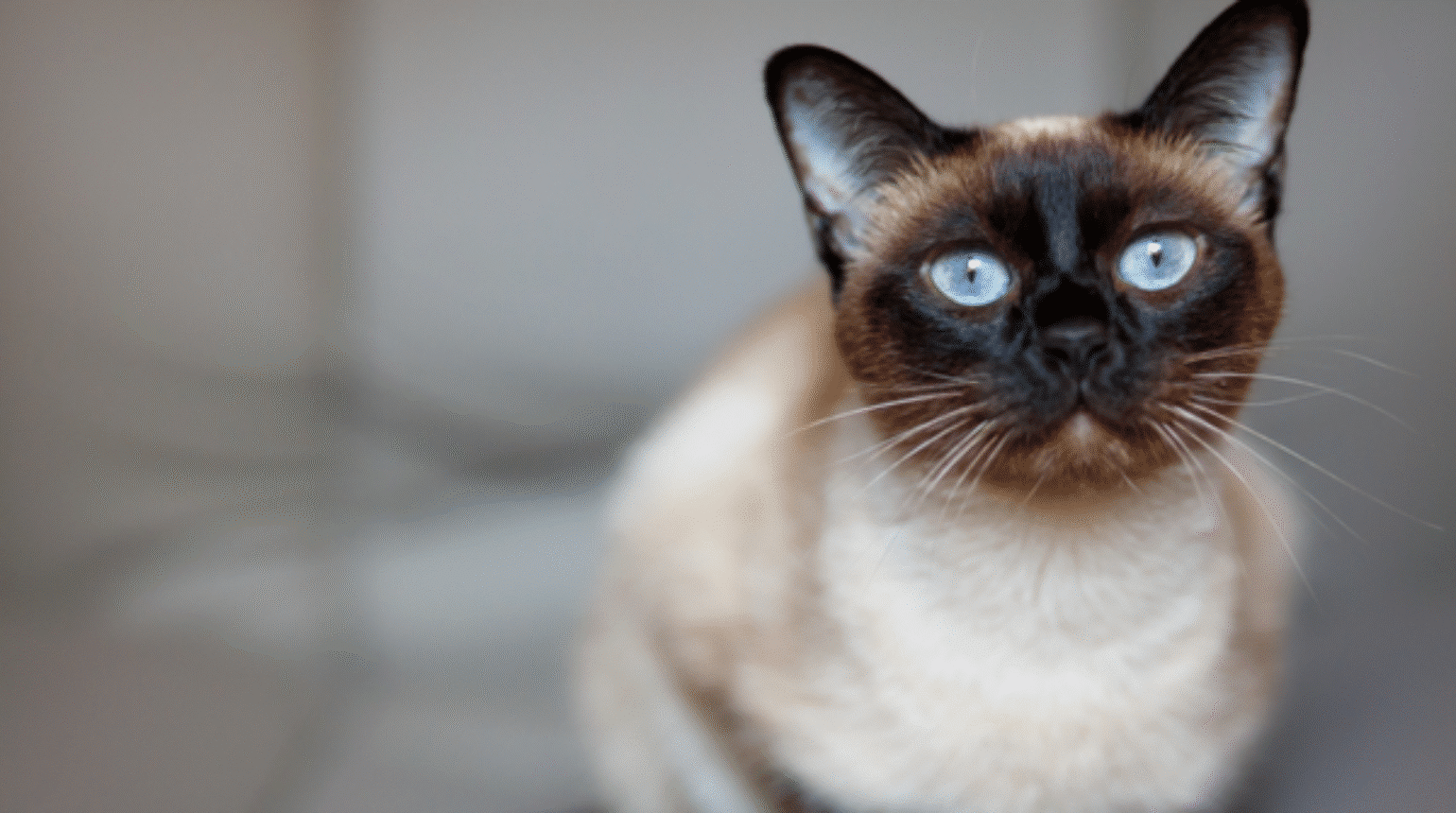 An update on Feline Infectious Peritonitis (FIP) – 2022