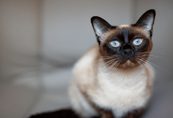 An update on Feline Infectious Peritonitis (FIP) – 2022