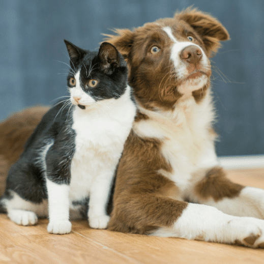 sustainability - Planet - A cat and a dog lying together on the floor