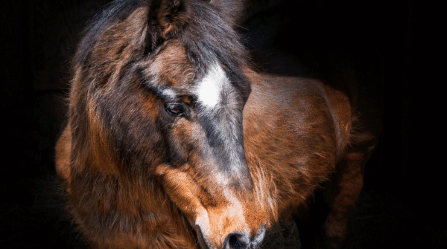 PPID in horses (2023)