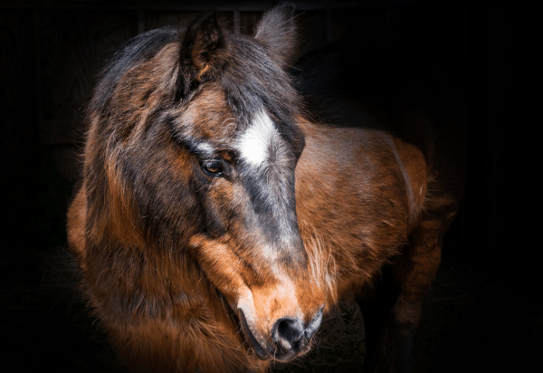PPID in horses (2023)