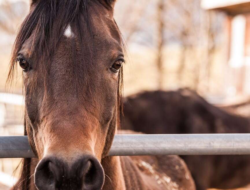 PPID in horses (2023)