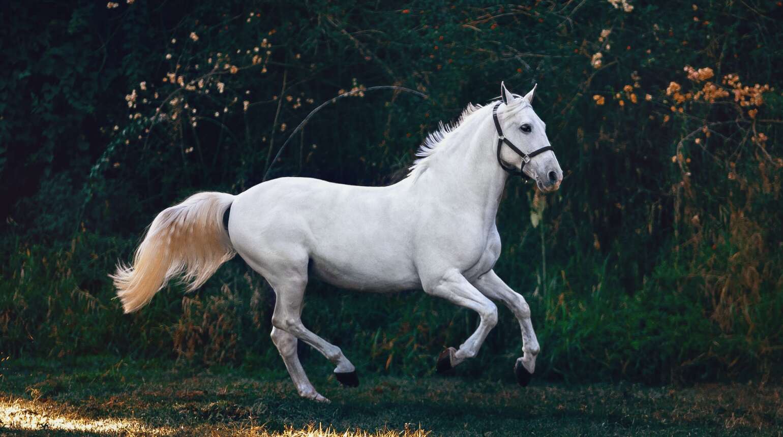 Laminitis in Horses (2023)