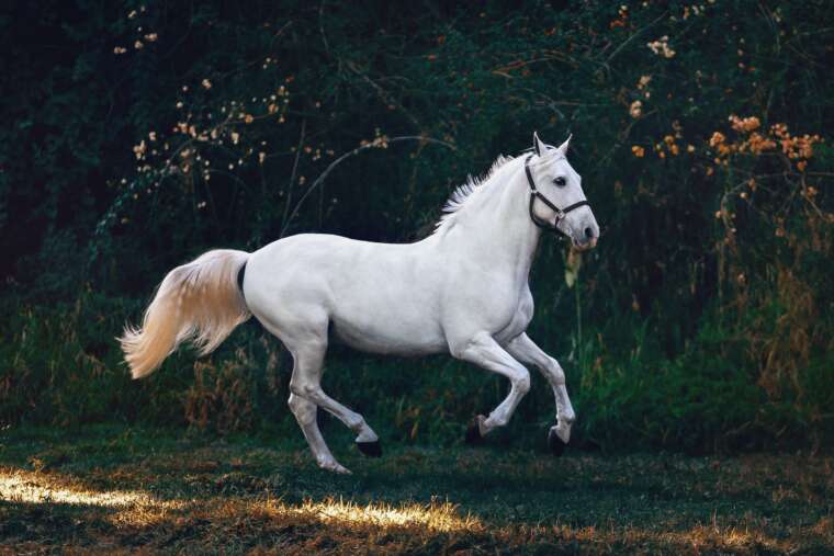 Laminitis in Horses (2023)