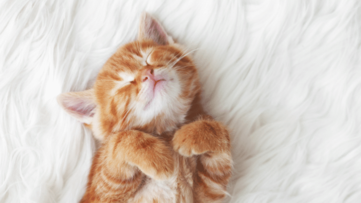 Gabapentin in cats – giving the right dose