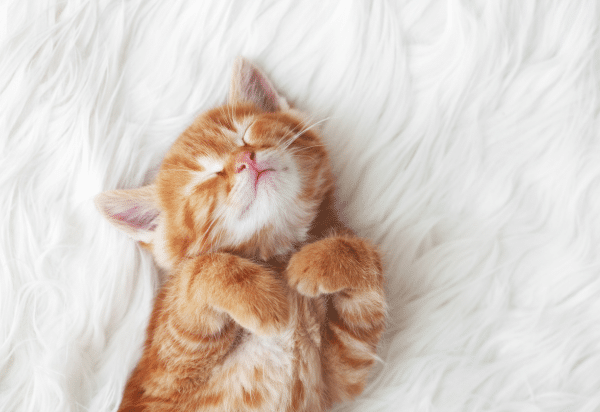 Gabapentin in cats – giving the right dose