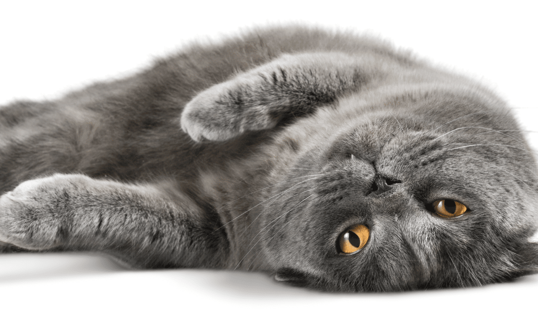 The treatment of feline infectious peritonitis (FIP) in the UK – FAQs about treating FIP 