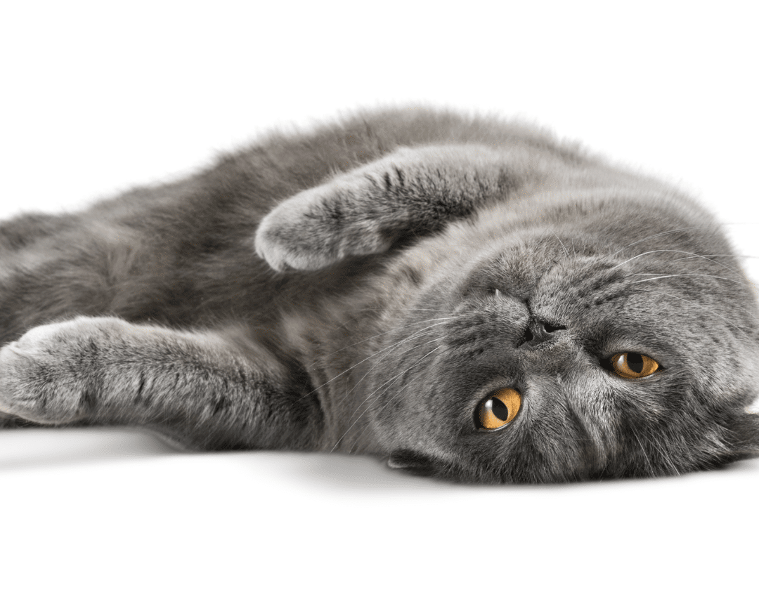 The treatment of feline infectious peritonitis (FIP) in the UK – FAQs about treating FIP 