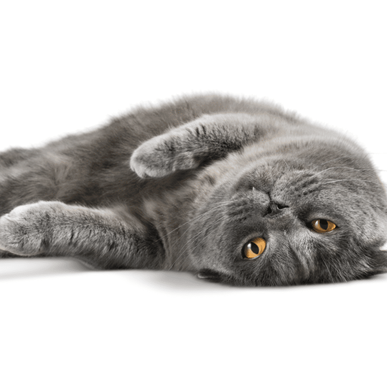 The treatment of feline infectious peritonitis (FIP) in the UK – FAQs about treating FIP 