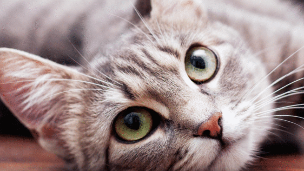 The treatment of feline infectious peritonitis (FIP) in the UK – an update FIP treatment protocols – what’s new?