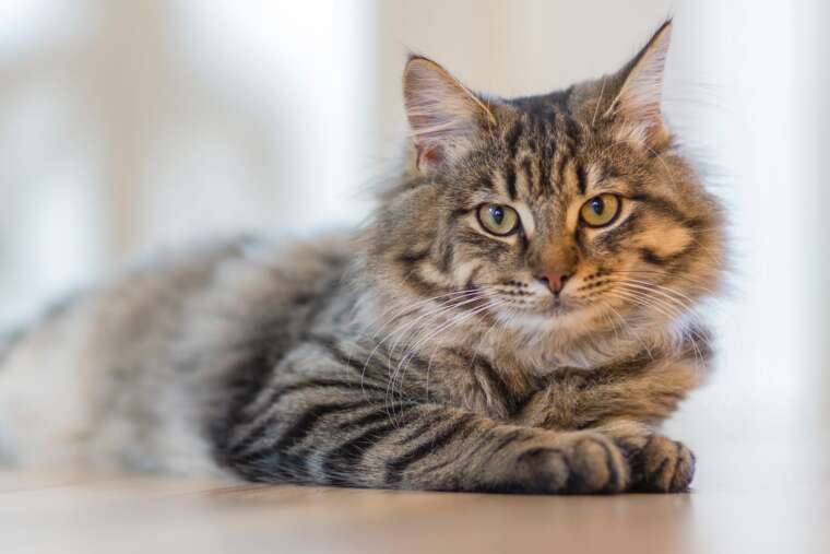 The treatment of feline infectious peritonitis (FIP) in the UK – what to look out for during treatment