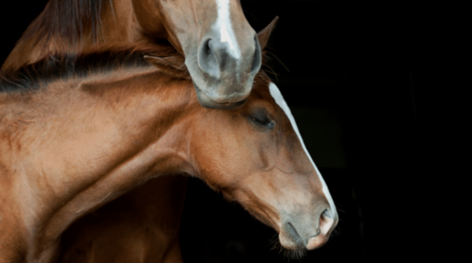 Assessment of the Neonatal Foal in the Field