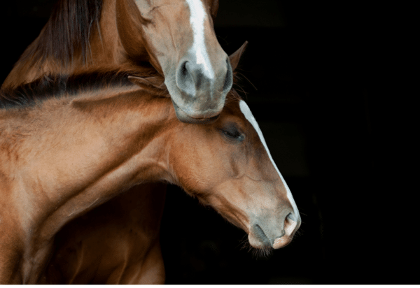 Assessment of the Neonatal Foal in the Field