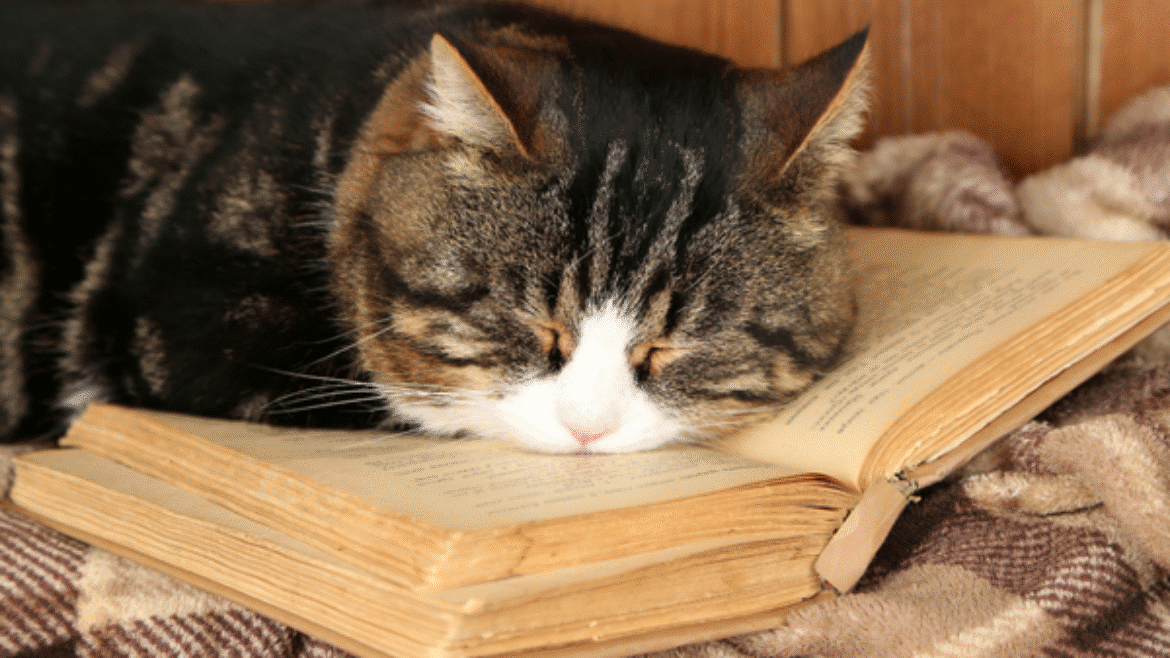 Caring for a cat with arthritis (2023)
