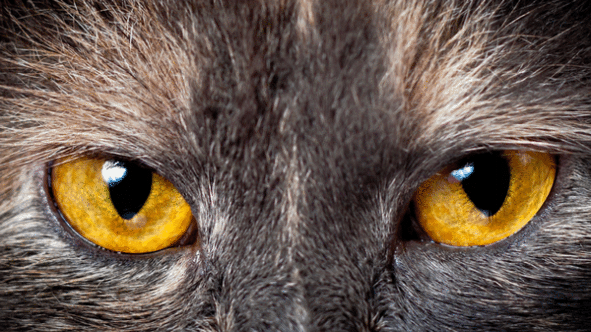 Caring for a cat with hypertension (2023)
