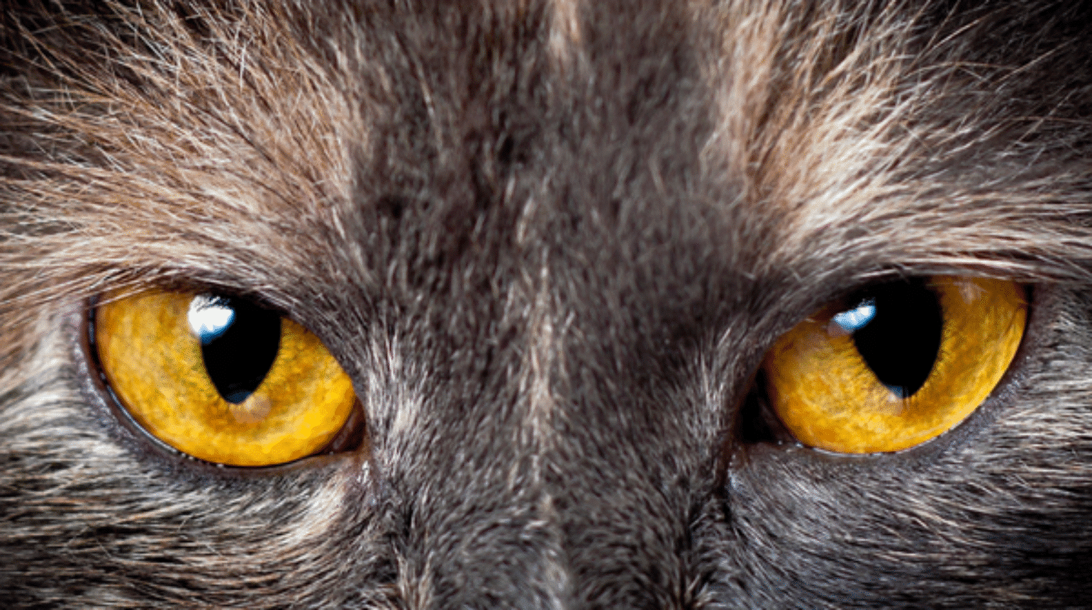 Caring for a cat with hypertension (2023)