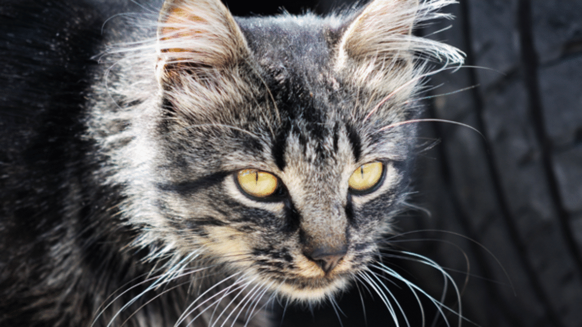 Caring for a cat with hyperthyroidism (2023)