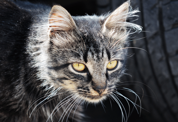 Caring for a cat with hyperthyroidism (2023)