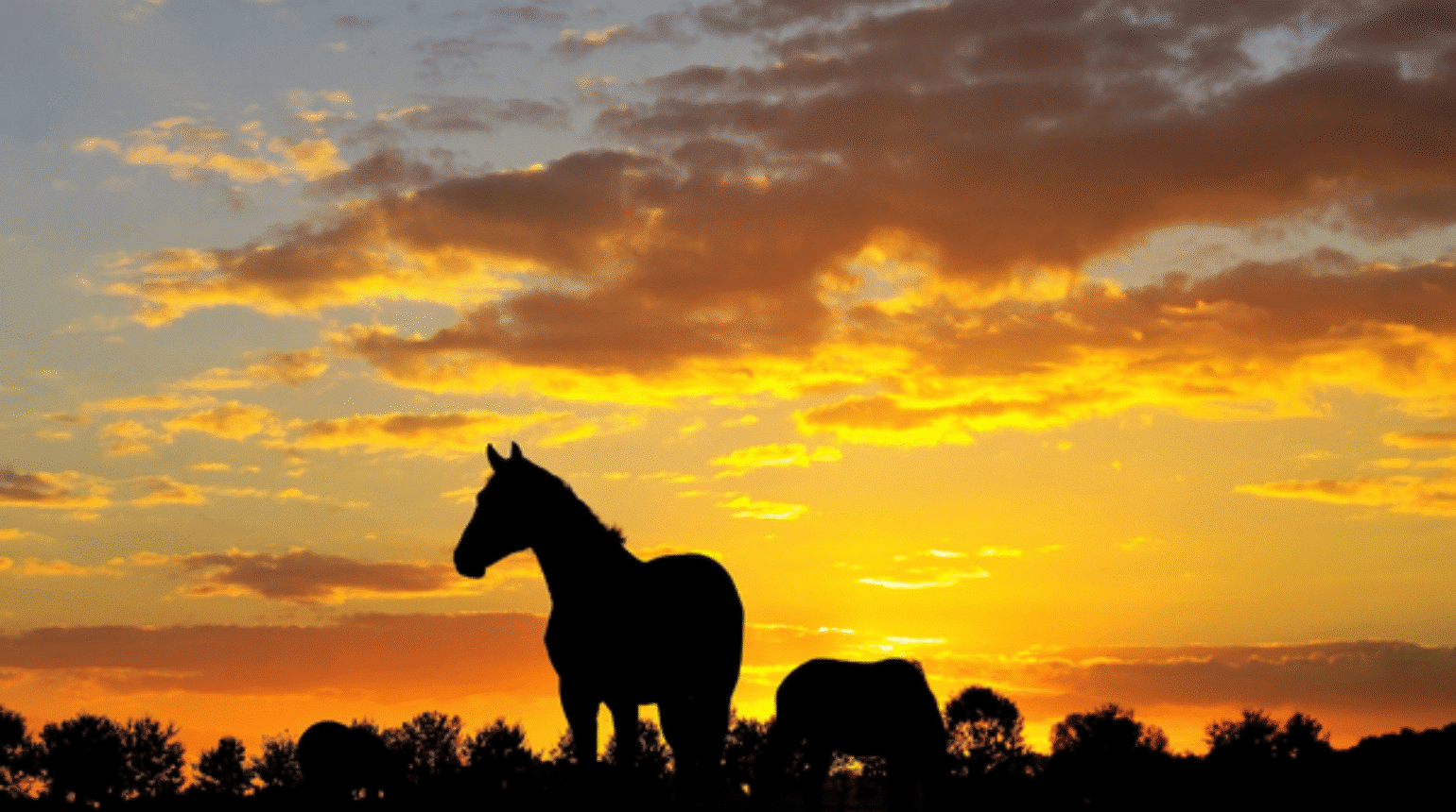Equine Glandular Gastric Disease (EGGD)- what’s new for 2021?