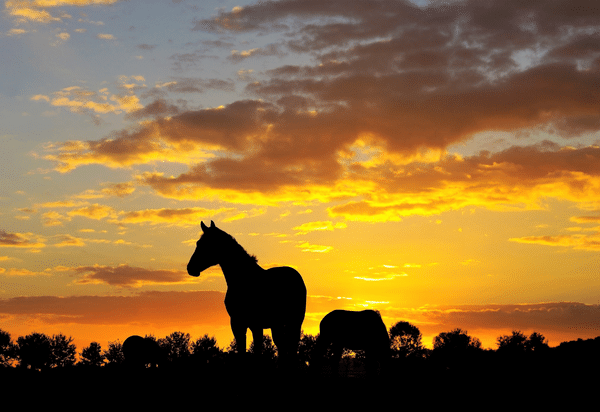 Equine Glandular Gastric Disease (EGGD)- what’s new for 2021?