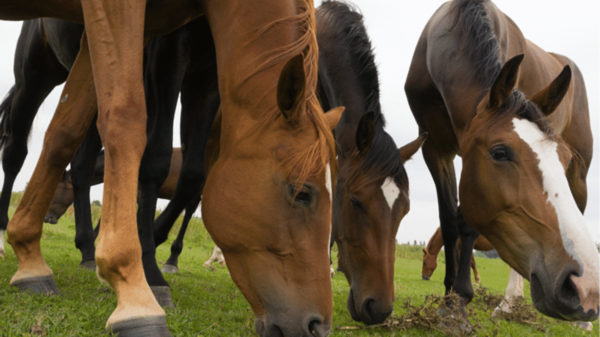 Friends, forage, freedom: The Use of Alternative Grazing Systems for Horses (2021)