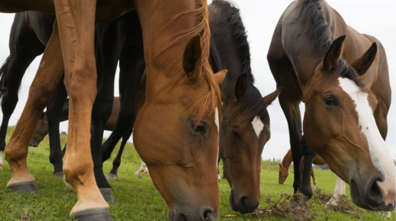 Friends, forage, freedom: The Use of Alternative Grazing Systems for Horses (2021)