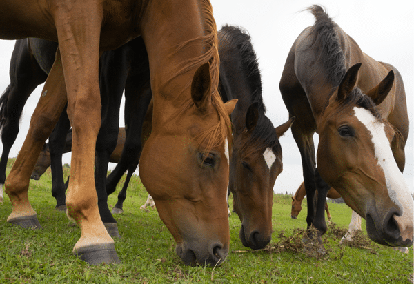 Friends, forage, freedom: The Use of Alternative Grazing Systems for Horses (2021)