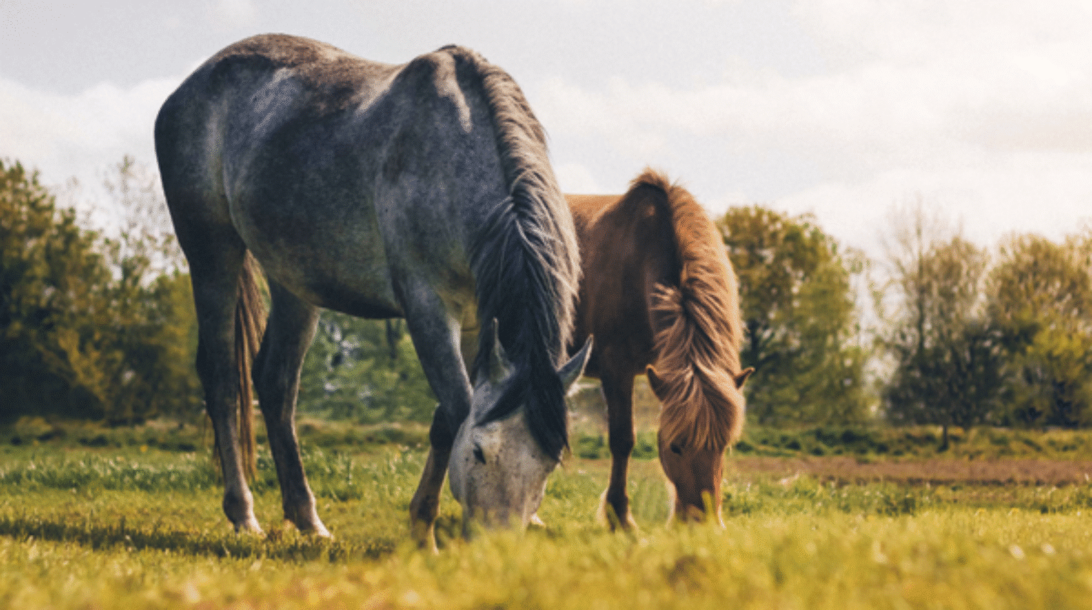 How to Manage Equine Obesity (2021)