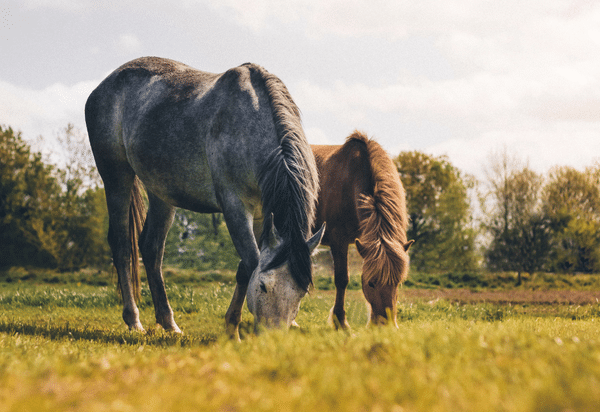 How to Manage Equine Obesity (2021)