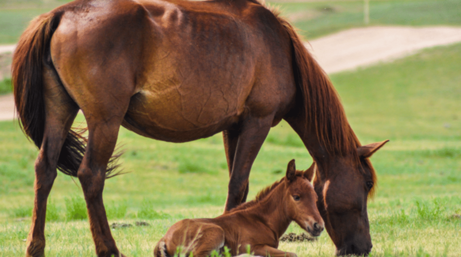 Management of the Post-partum Mare (2023)