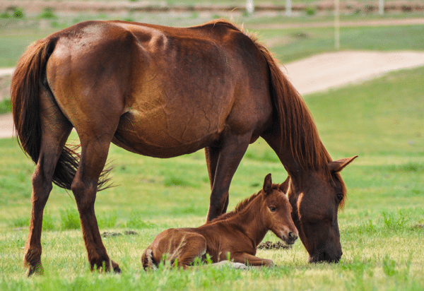 Management of the Post-partum Mare (2023)