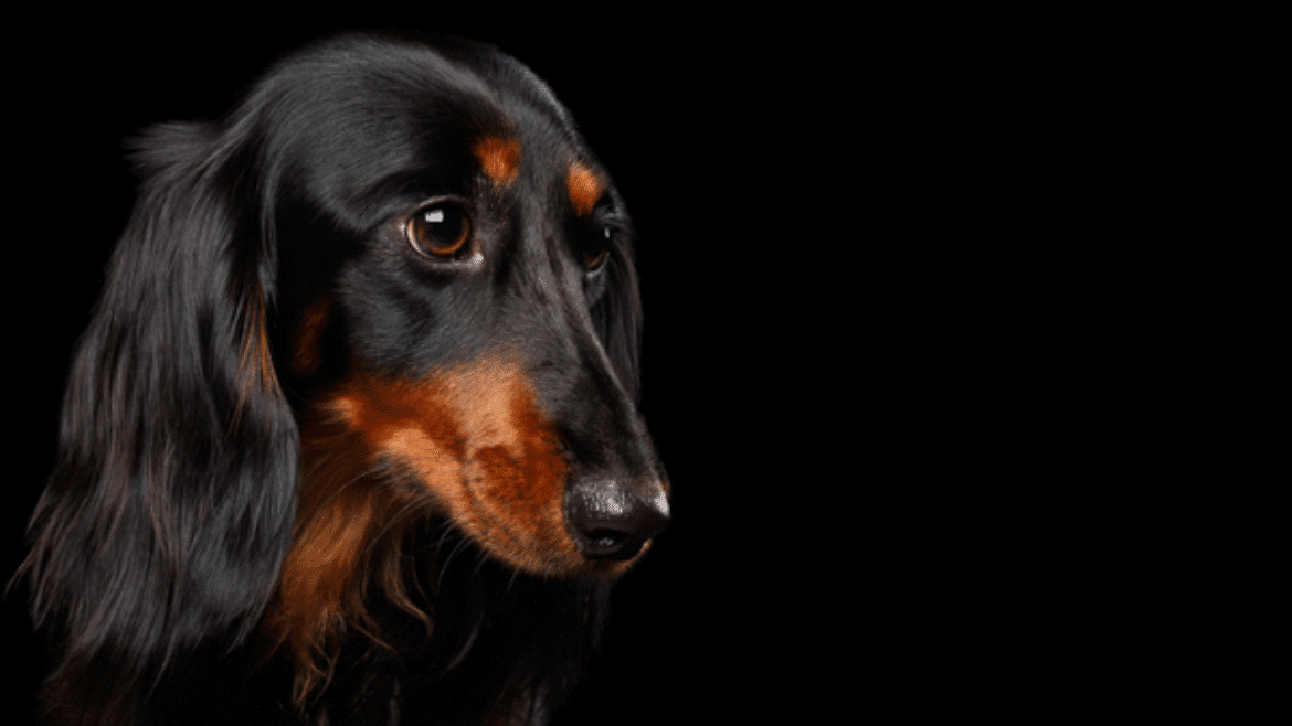Monitoring trilostane treatment in dogs with hyperadrenocorticism (2022)