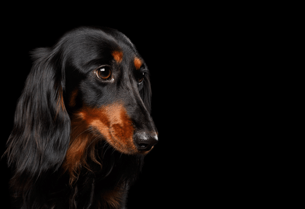 Monitoring trilostane treatment in dogs with hyperadrenocorticism (2022)