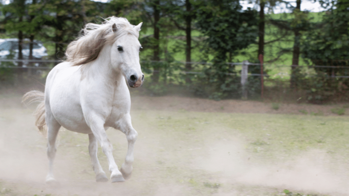 Prevention and Management of Laminitis (2021)