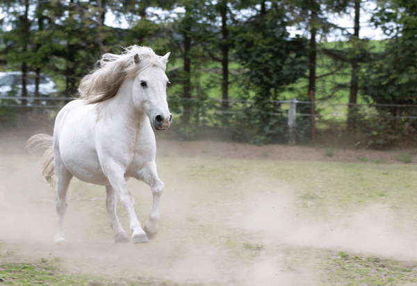 Prevention and Management of Laminitis (2021)
