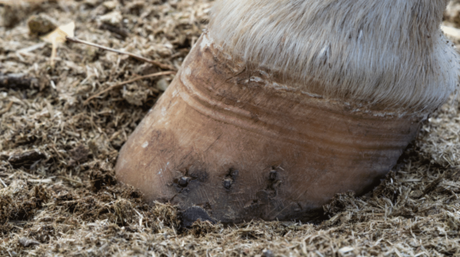 Shoeing the laminitic horse and for other pathologies of the foot (2023)