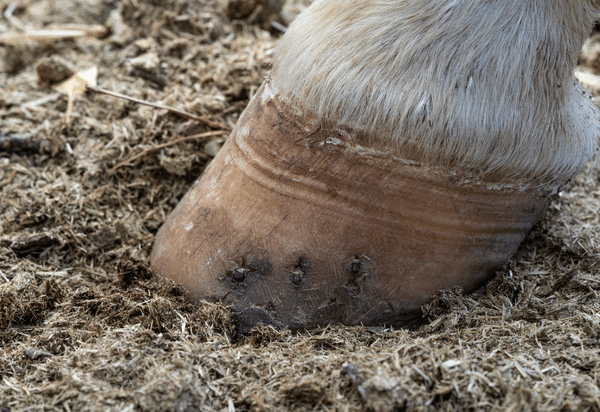 Shoeing the laminitic horse and for other pathologies of the foot (2023)