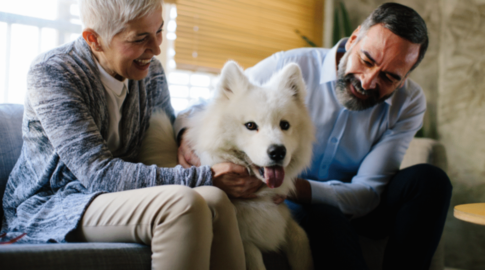 Treatment of canine soft tissue sarcomas (2023)