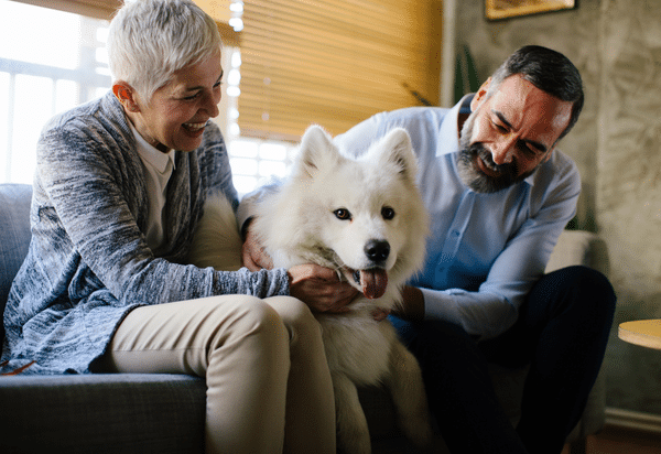 Treatment of canine soft tissue sarcomas (2023)