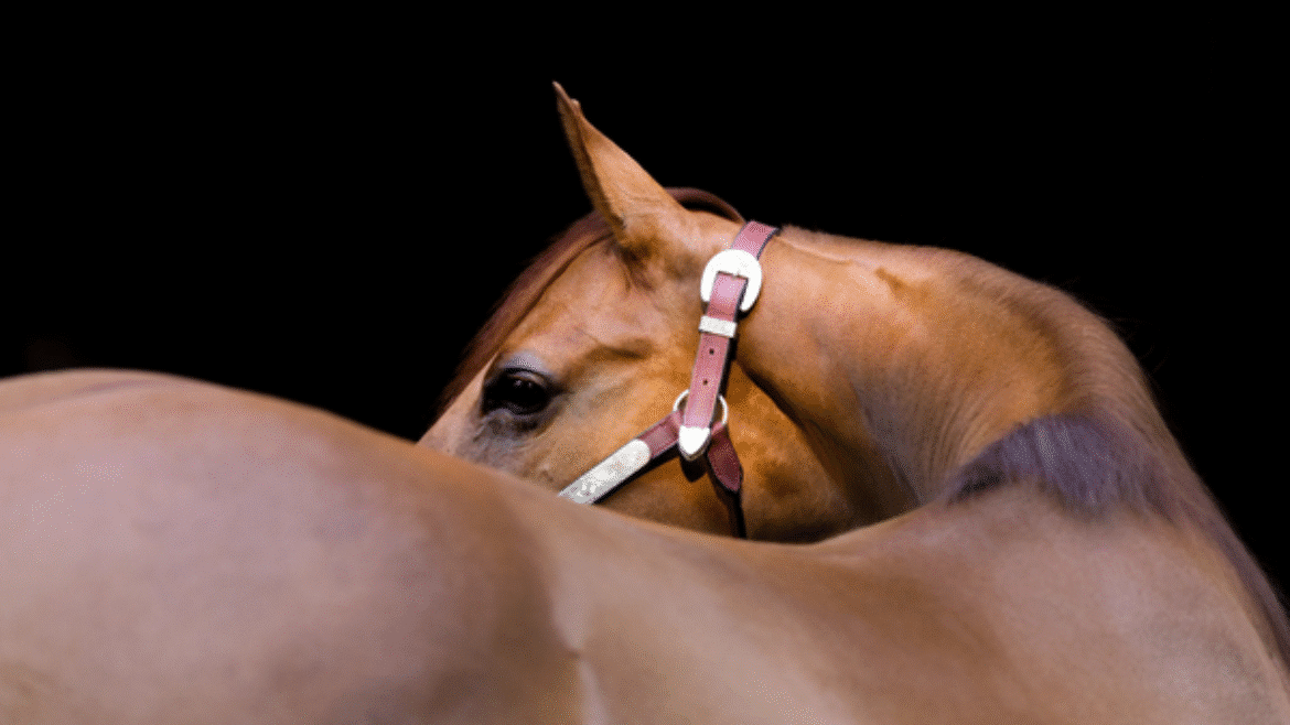 What is the link between stress and Equine Gastric Disease in horses? (2022)