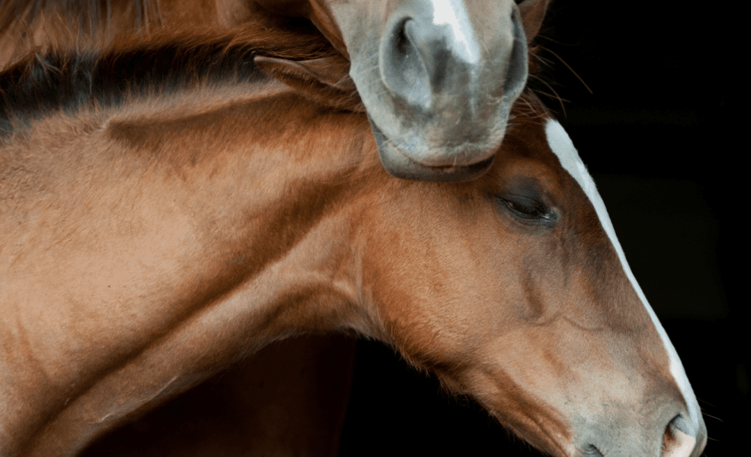 Assessment of the Neonatal Foal in the Field