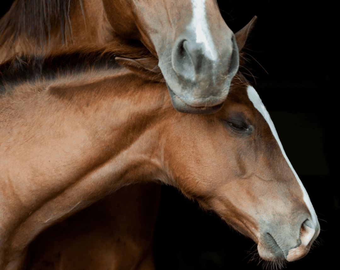 Assessment of the Neonatal Foal in the Field