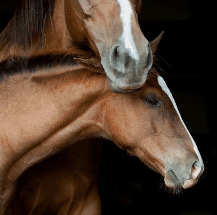 Assessment of the Neonatal Foal in the Field