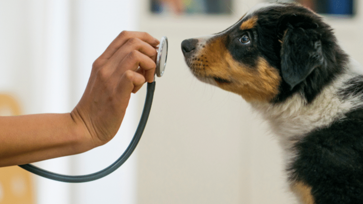 Human Behaviour Change Science Applied to Veterinary Communication (2021)