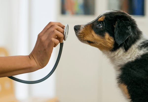Human Behaviour Change Science Applied to Veterinary Communication (2021)